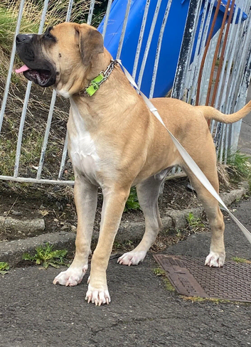Dog for sale