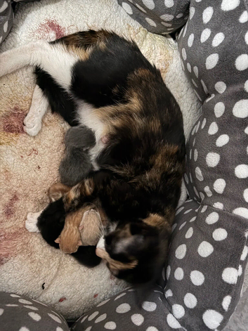 Black kitten  3 months old needs her forever home