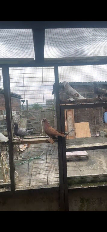 Tumbler pigeons