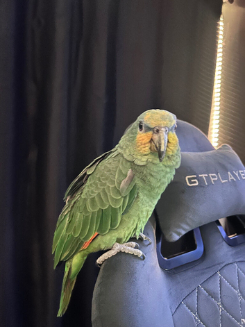 Funny Amazon With &pound;350 cage