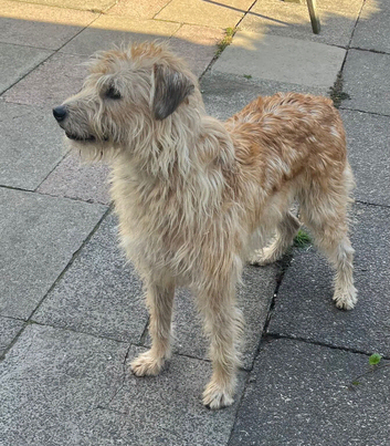 Deerhound cross