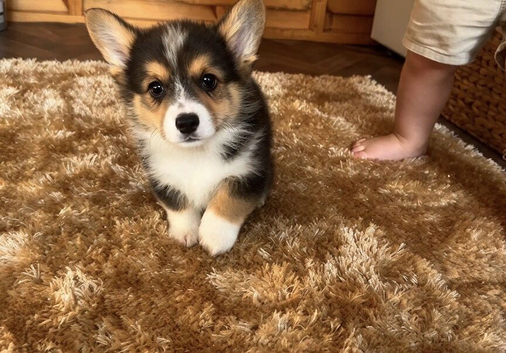 Kc Pembroke corgi puppies