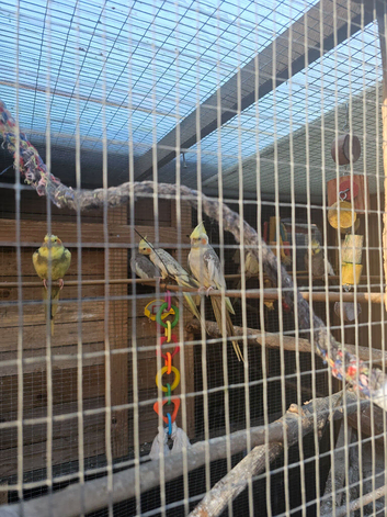 Adult cocktails for sale