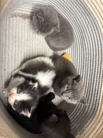 Beautiful kittens