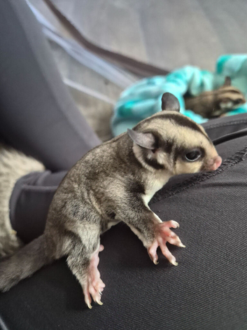 Male grey sugar glider ready on 6th june