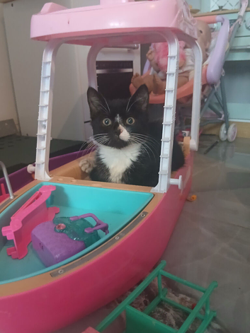 Beautiful Tuxedo kittens