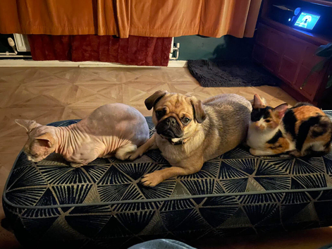Pug female