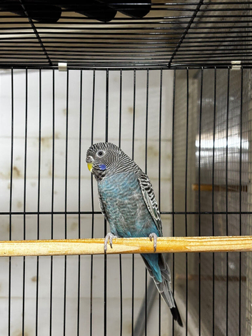 4 pairs of Black face budgies
