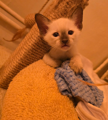 Sweet siamese little boy