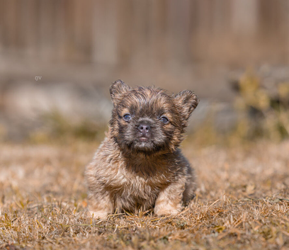 Floodle & fluffy French bulldog puppies