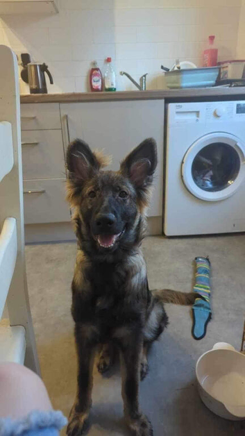 3 male puppies for sale
