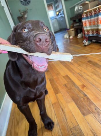 2 Years Old Male Labrador Retriever