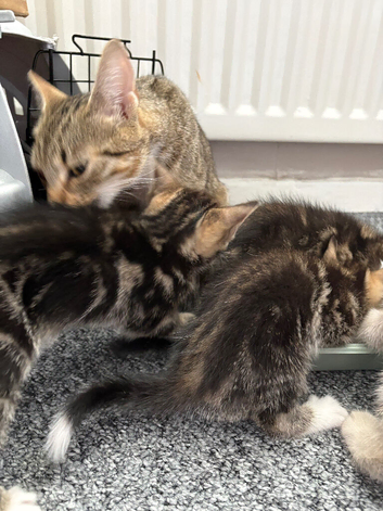 4 beautiful kittens