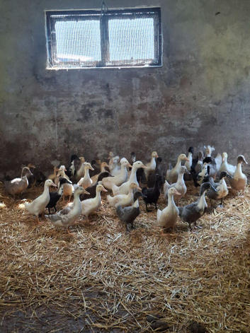 Farm yard ducks for sale beautiful colours
