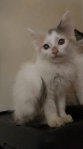 Calico girl