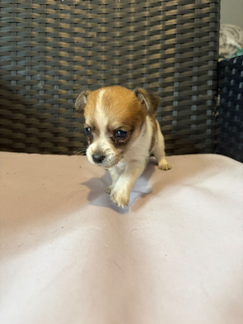 1 Jack Russell x Chihuahua