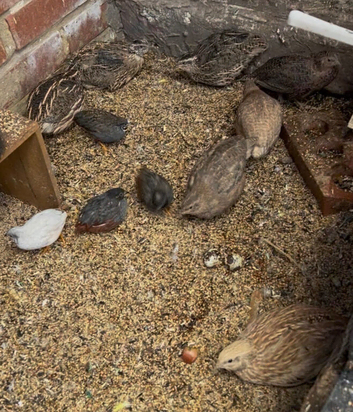 ZAB Quail laying eggs