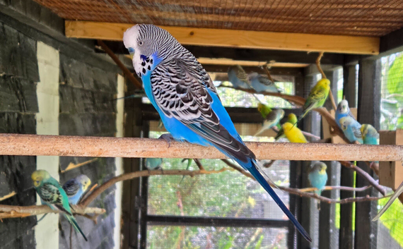 X20 Budgies for sale