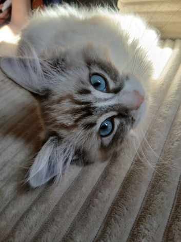 Seal Lynx Bicolour Ragdoll