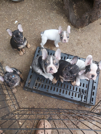 French bulldog puppies