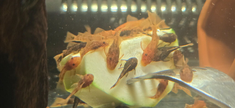 Calico plecos looking for new waters