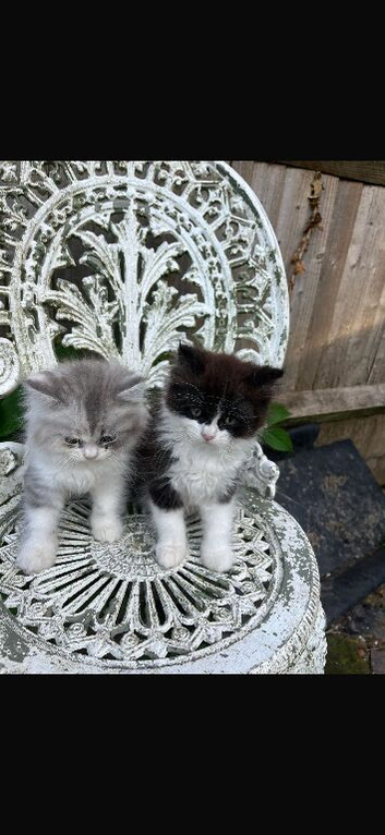 Gorgeous Persian mix kittens.