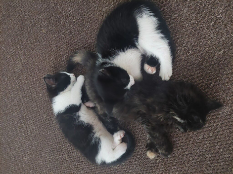 8 week old male kittens