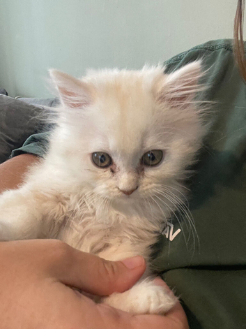 Chinchilla Persian cross