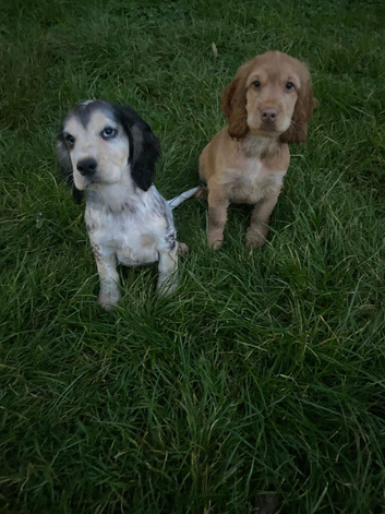 Gorgeous KC Show cocker spaniel