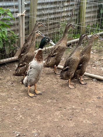 Indian runner ducks