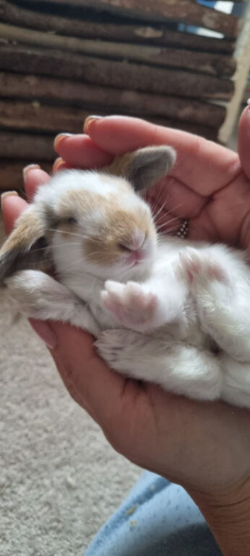 Bunnys