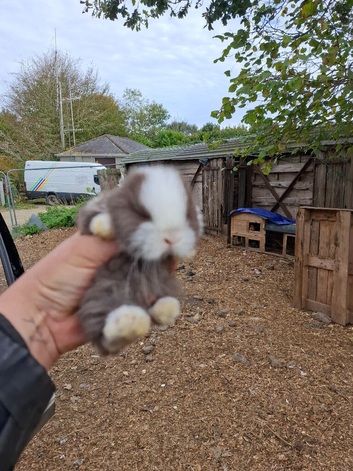 1 chocolate mini lop boy 1 harlequin girl