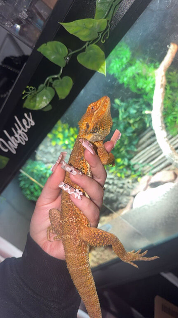 Waffles (male bearded dragon) + setup