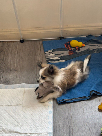Pomchi boy for sale
