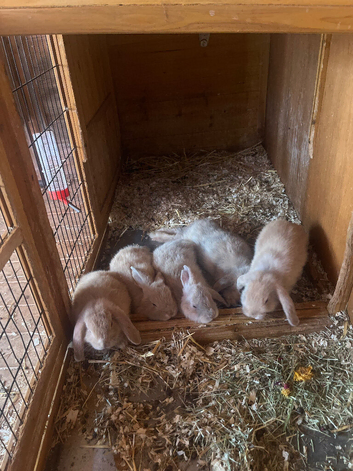 Baby boy rabbits for sale