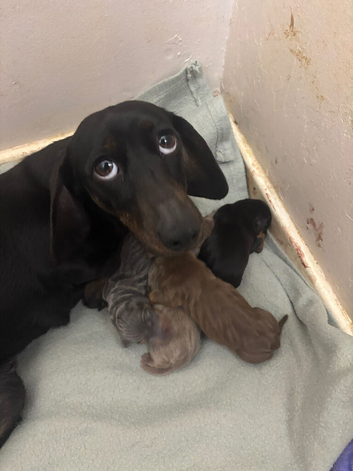 4 mini dachshund boys for sale