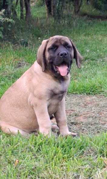 LAST GIRL!!! English Mastiff