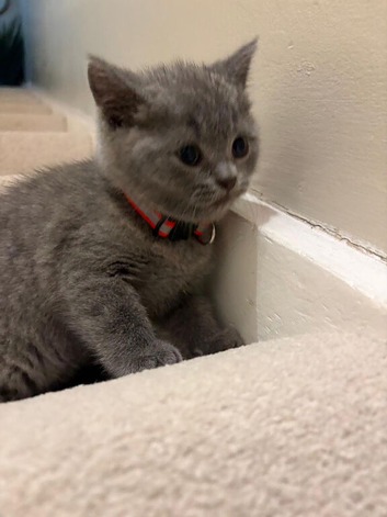 British shorthair kittens