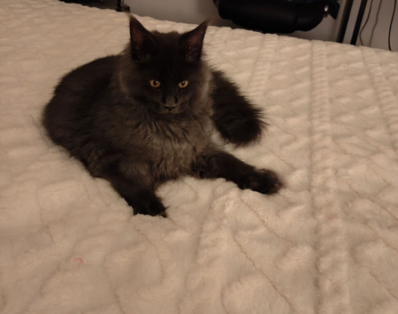 GCCF Registered Mainecoon