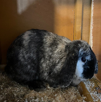 Female English Lop 18 Months Old