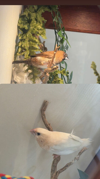 Benglease finch x2 &pound;30 pair