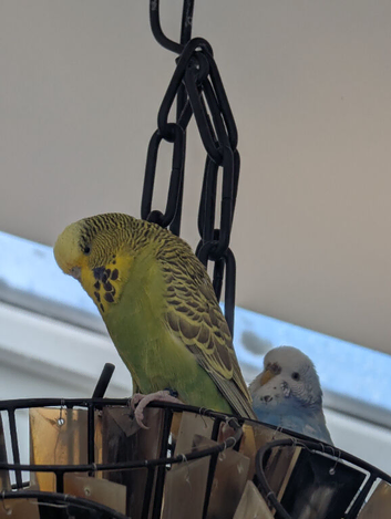 2 budgies and cage