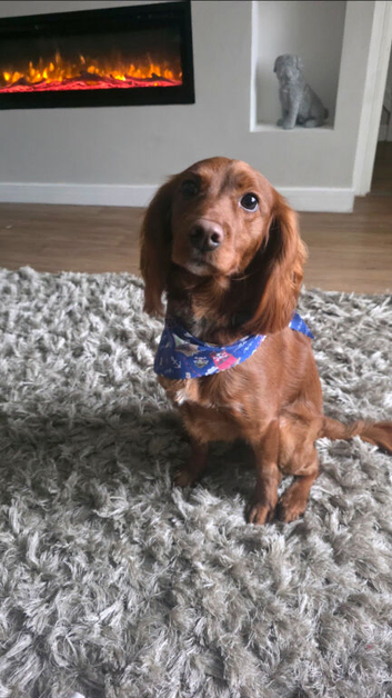 Lovable Cockapoo