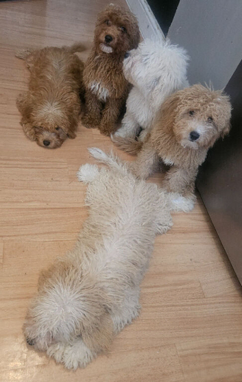 Toy Goldendoodles ~ READY TO LEAVE (UPDATED INFORMATION)