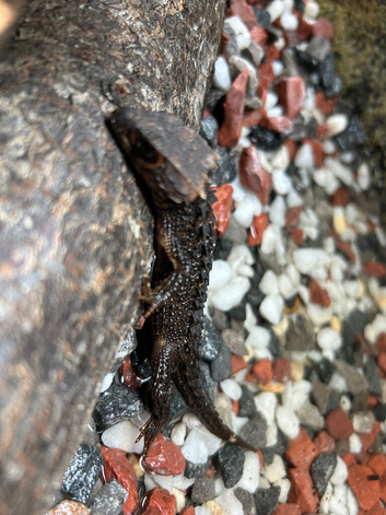 Red-Eyed Crocodile Skinks