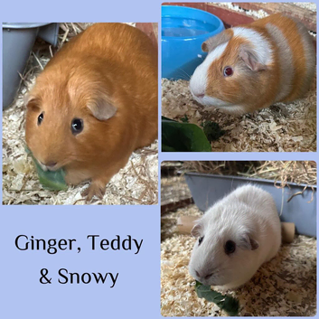 Guinea pigs x3 with Kavee Cage and accessories.  Can sell guinea pigs separately to cage