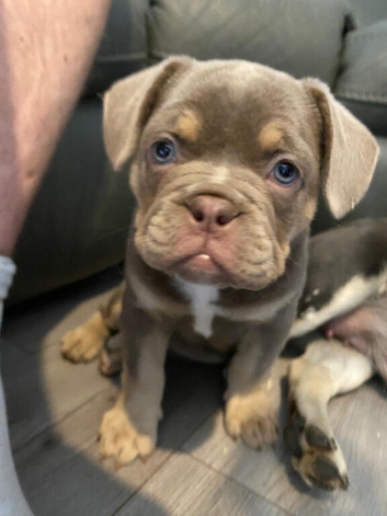 LAST GIRL LEFT! Pick of the litter