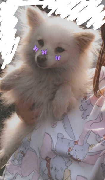 Two stunning pomeranian boys