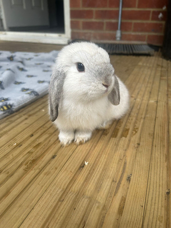 Pure mini lop girl ready to leave