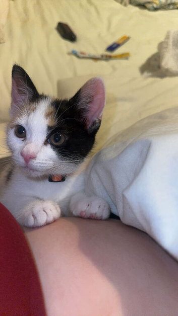 This is nala